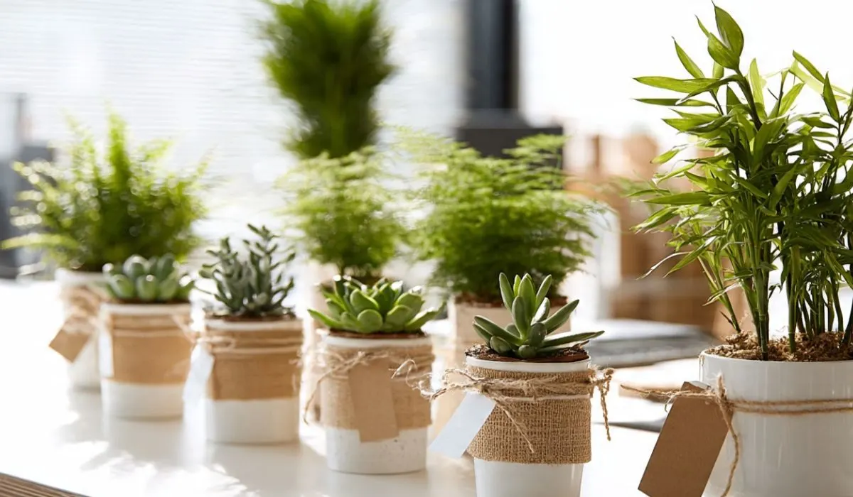 Desk Plants